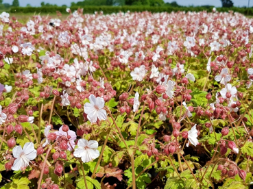 bodendecker Geranium macrorrhizum - Balkan-Storchschnabel